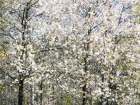 USA-Washington State-Fall City wild cherry springtime blooming Art Print
